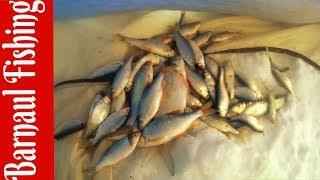 Ловля плотвы на безмотылку .Оторвался по ПЛОТВЕ!!!(Barnaul Fishing)