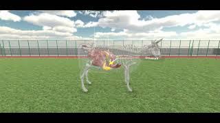 Learn Digestion in Ruminant: K12 Simulation by Avidia Labs