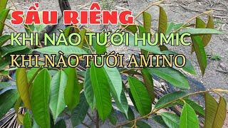 SẦU RIÊNG CON Khi nào tưới Humic, Tưới Amino là tốt nhất để phát triển || CÂY TRỒNG VÀ CUỘC SỐNG