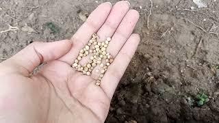 how to grow coriander.Coriander germination