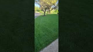 WARNING! TURF TYPE TALL FESCUE LAWNS WATCH THIS VIDEO BEFORE ITS TOO LATE