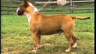 Bull Terrier - AKC Dog Breed Series