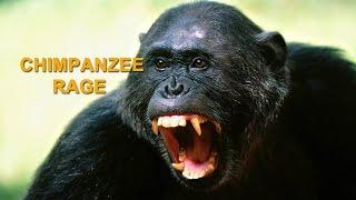 CHIMPANZEE RAGE ATTACK  #wildlife #animalattack