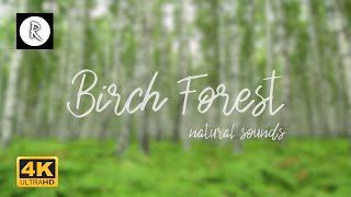 Gentle Breeze, Birch Forest - Wind, Rustling Leaves & Birds, Nature Sounds for Meditation & Yoga