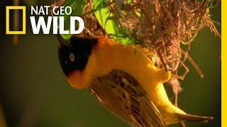 Home Renovating with Nesting Birds | Nature Tech