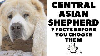 Before you buy a dog - CENTRAL ASIAN SHEPHERD - 7 facts to consider! DogCastTV