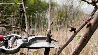 How to Prune Your Cherry Trees