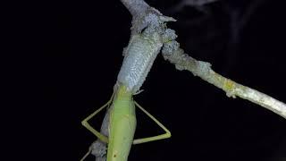 praying mantis making egg sac