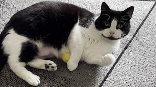 Cat Adorably Plays With A Ball