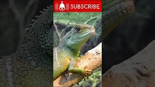 || Chinese Water Dragon Lizard || JippyWaris Offical || #new #viral #short #animals #shortsfeed