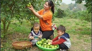 Harvest pink lemons to sell at market, build bamboo trellis on new farm