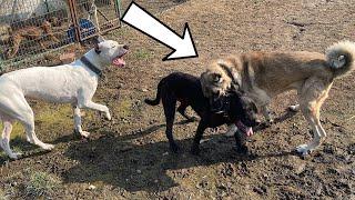 EJDER BARONA DALINCA AYI AFFETMEDİ! KANGAL VE CANE CORSO