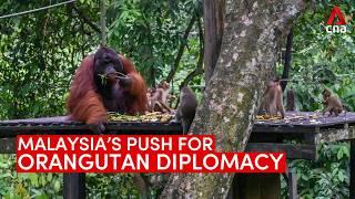 Malaysia's orangutan diplomacy: How will it work best?