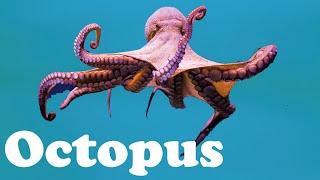Octopus - Animal of the Day | Educational Animal Videos for Kids, Toddlers and Preschool Children