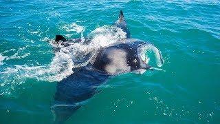 Cocoa Beach Florida Cobia Fishing Under Giant Manta Rays