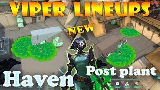 Top 15 New Haven Viper Post Plant Lineups | Viper Lineups Haven | Viper Guide Haven |