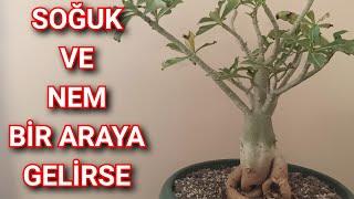 Çöl Gülü "Adenium" Bitkisinde Kök ve Gövde Çürümesi