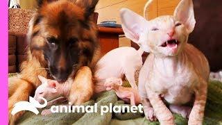 Five Cornish Rex Kittens Meet Some New Fluffy And Scaly Friends | Too Cute!