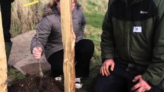 How to plant an apple tree REALLY well