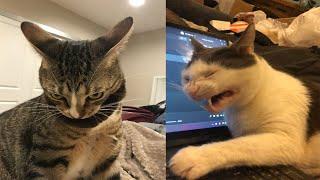 Try Not To Laugh  New Funny Cats Video  - MeowFunny Par 41