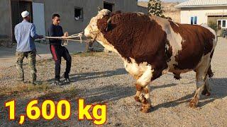 Gigant buka Daxshat katta 1 tonna 600 kilogramm videosini kuring