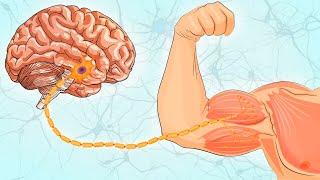 Именно Это заставляет Мышцы Расти. Нейромышечная связь.