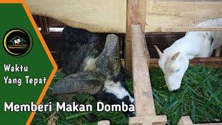 WAKTU YANG TEPAT MEMBERI MAKAN DOMBA