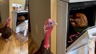 Video shows a live turkey next to one that has been baked in the oven for Thanksgiving