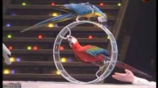 Trained parrots