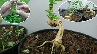 How to make a bonsai trunk character || Premna Microphylla