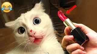 Funny Dogs And Cats Videos 2024  - Best Funniest Animal Videos Of The week