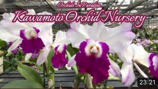 Let’s tour Kawamoto Orchid Nursery!