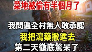 房子給兒子自己回農村，自家菜地被偷有半個月了，我問遍全村無人敢承認，我想到一計撒瀉藥進去，第二天徹底傻眼了