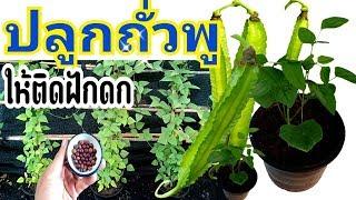 วิธีเพาะเมล็ดถั่วพู ปลูกให้ติดฝักดก ในกระถาง เก็บได้ตลอด | Winged Bean