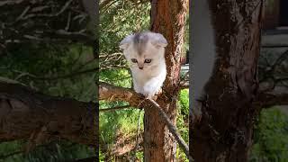 FIRST AMBUSH  Adorable Little Kitten Embarks on a Captivating Adventure!  JOYFUL MUSIC