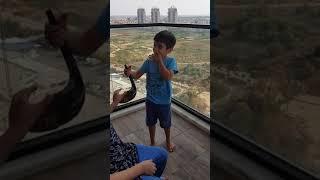 ISRAEL+Shofar for Rosh Hashanah of a 5-year-old boy+ISRAEL