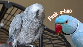 Our Indian Ringneck Cutely Hijacks our African Greys Video