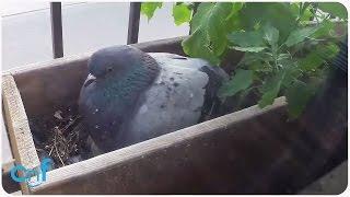 The Nest and Life of a Pigeon | Amazing Time-Lapse