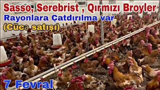 7 Fevral Sasso, Serebrist, Qırmızı Broyler Cücə satışı