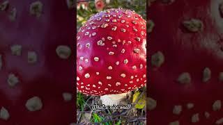 It’s so …colored)))Lovely mushroom! Don’t touch it) #inspiringbeauty #beenature #beemama