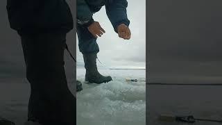 Ловля корюшки на блесну , финский залив , Приморск .