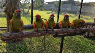 Curious Camelot Macaw & Red fronted macaws