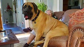 This English Mastiff Dog Is Funnier Than You Can Imagine