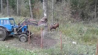 Под Торжком спасли лося, запутавшегося в оградительной сетке