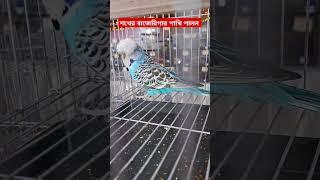 শখের বাজেরিগার পাখি পালন | Budgies Exhibition 2024 #almamun #StoryBirds