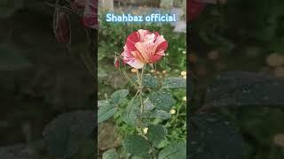 funny  videos #adventure shahbaz official