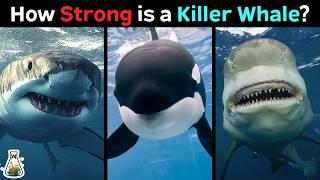 How Strong is a Killer Whale Compared to Sharks?