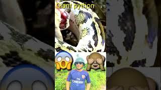 165|Giant python vs Mouse #pythons #mouse #shorts
