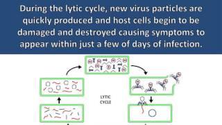 Viral Reproduction