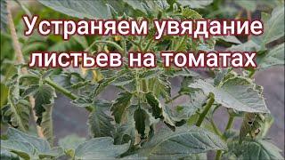 Устраняем увядание листьев на томатах